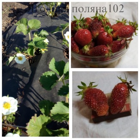 Земклуника Купчиха